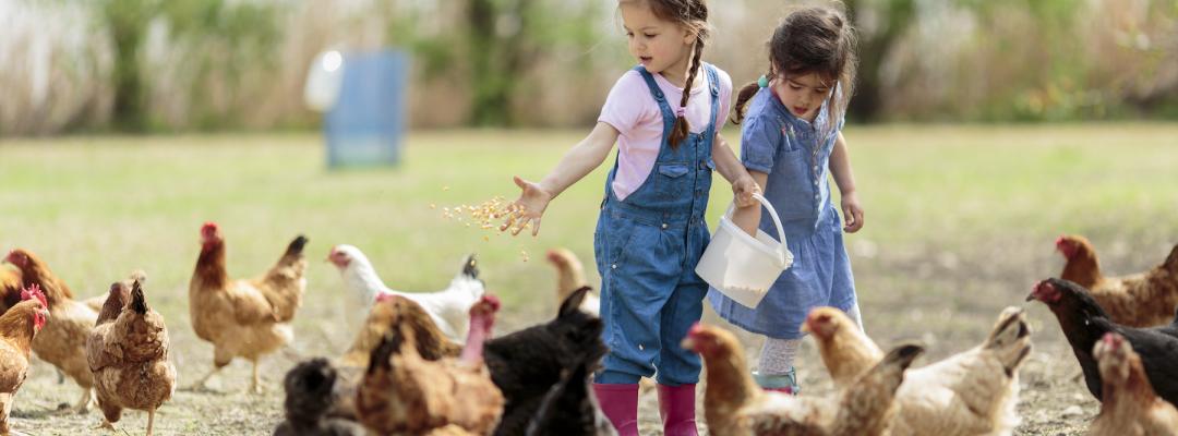 Sauberkeit Bauernhof Kinder