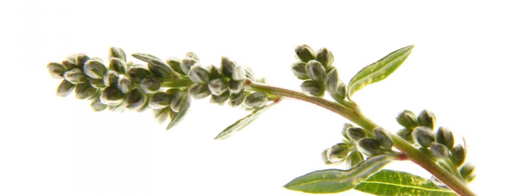 Beifuß Pollen Bakterien Studie