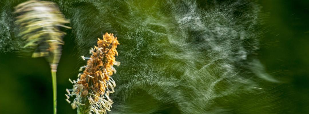 Pollen Pollenwarndienst APP