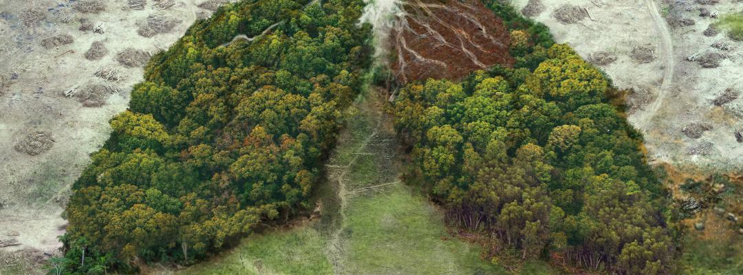 Wald, der aussieht wie eine Menschliche Lunge