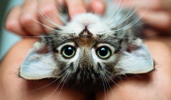 Tierhaare Allergie Vermeidung