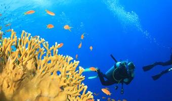 Tauchen am Korallenriff