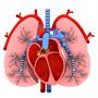 Studie Herz und Lunge