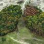 Wald, der aussieht wie eine Menschliche Lunge