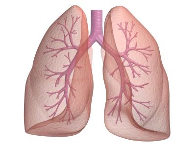 Lunge und Bronchien